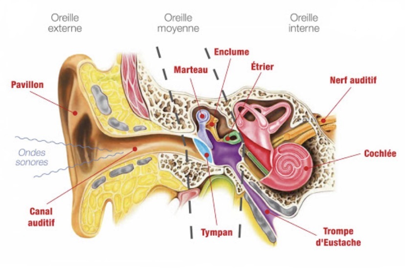 organe de l'audition